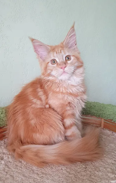 Котенок мейн-кун