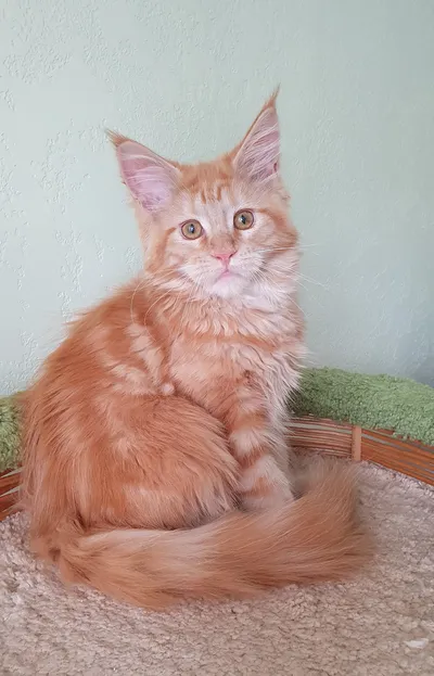 Котенок мейн-кун