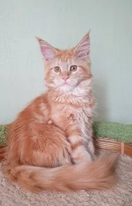 Котенок мейн-кун