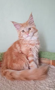 Котенок мейн-кун
