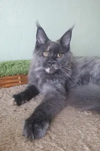 Котенок мейн-кун