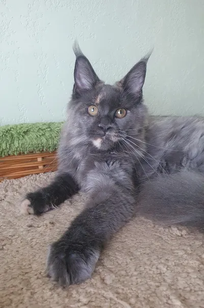 Котенок мейн-кун