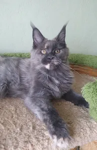 Котенок мейн-кун