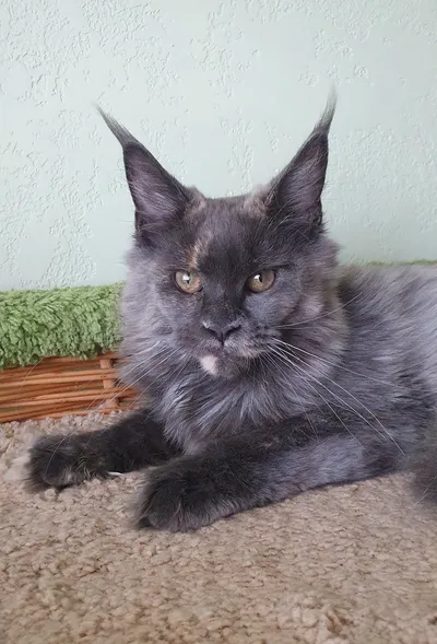 Котенок мейн-кун