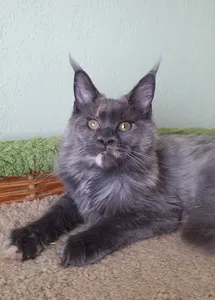 Котенок мейн-кун