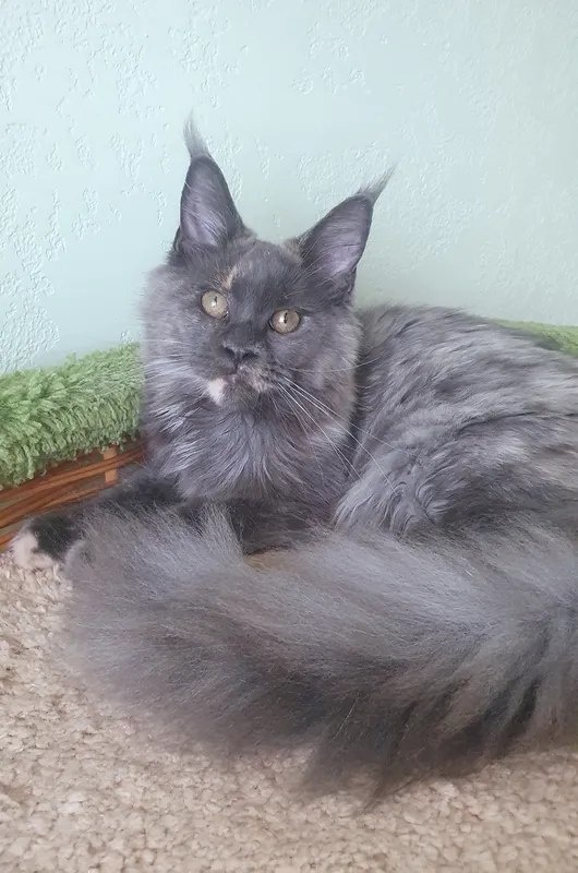 Maine Coon kitten Blue Tortie smoke MCO gs Girl
