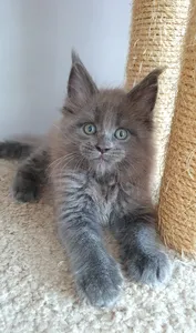 Maine Coon kitten