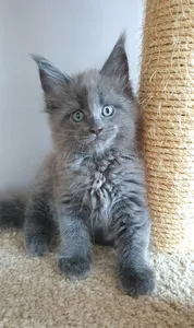 Maine Coon kitten