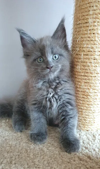 Котенок мейн-кун