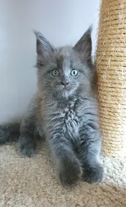 Maine Coon kitten