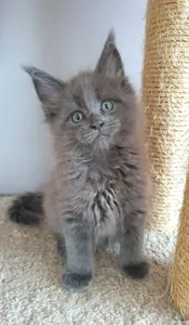 Maine Coon kitten