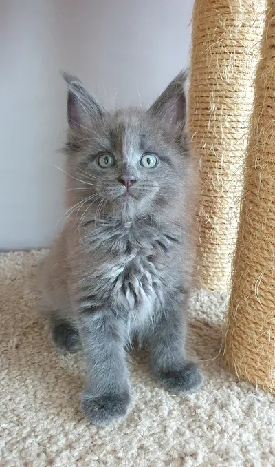 Котенок мейн-кун