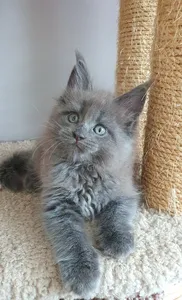 Maine Coon kitten