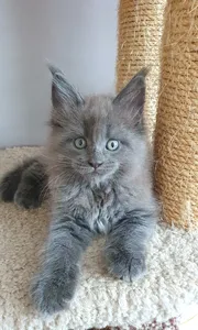 Maine Coon kitten