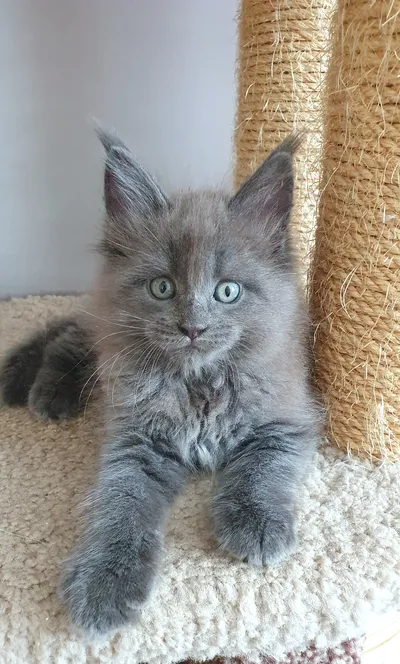 Котенок мейн-кун