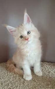 Maine Coon kitten