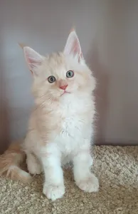 Maine Coon kitten