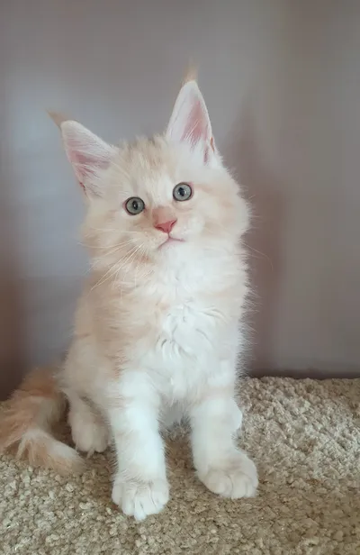 Котенок мейн-кун