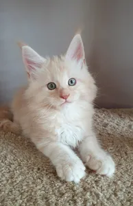 Maine Coon kitten
