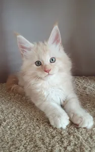 Maine Coon kitten