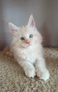 Maine Coon kitten