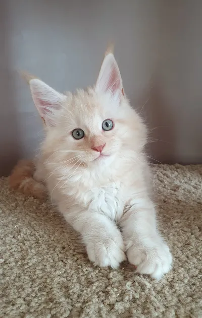 Котенок мейн-кун