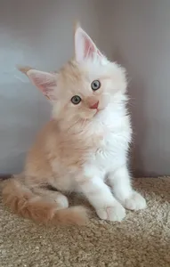 Maine Coon kitten