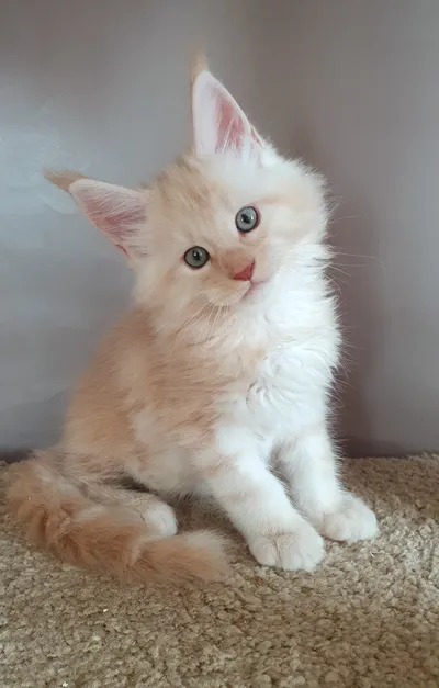 Котенок мейн-кун
