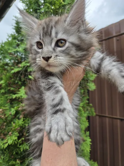 Котенок мейн-кун