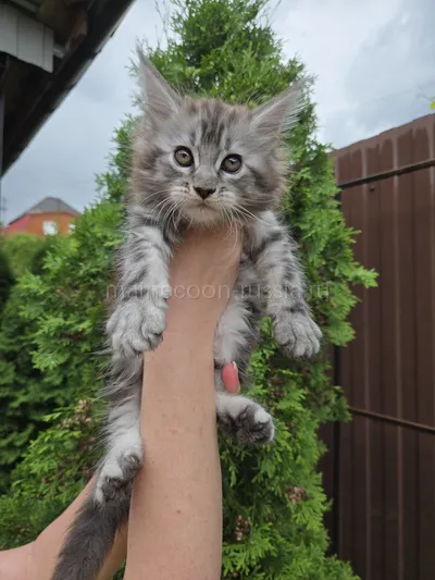 Котенок мейн-кун
