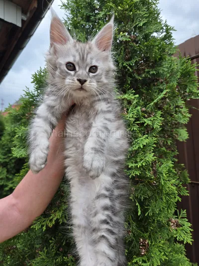 Котенок мейн-кун