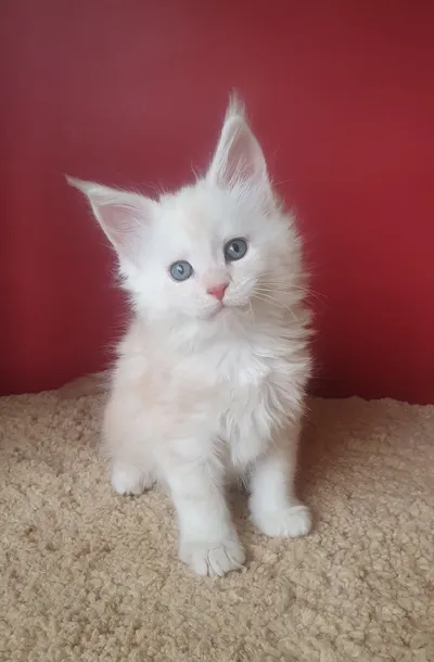 Котенок мейн-кун