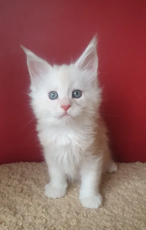 Maine Coon kitten Red smoke MCO ds Boy