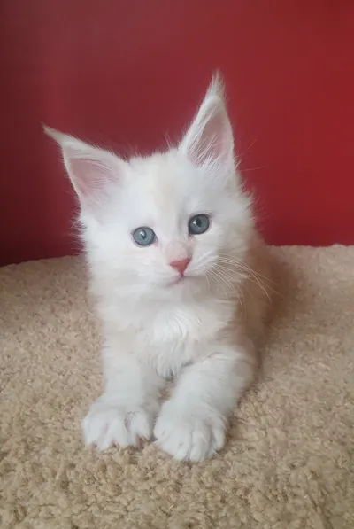 Котенок мейн-кун