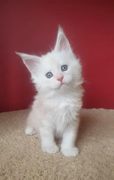 Котенок мейн-кун