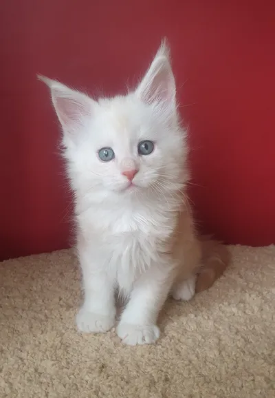Котенок мейн-кун