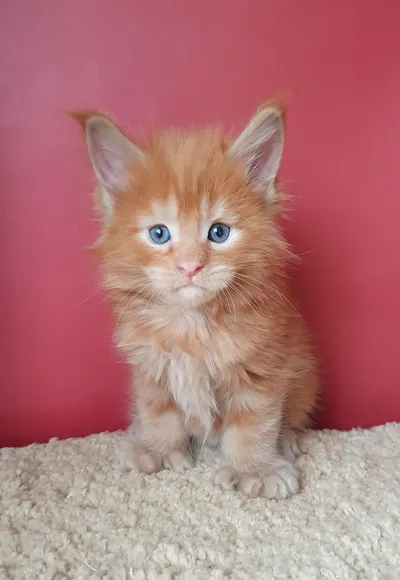 Котенок мейн-кун