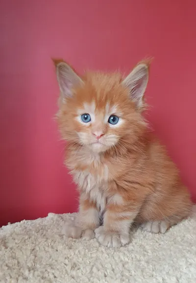 Котенок мейн-кун