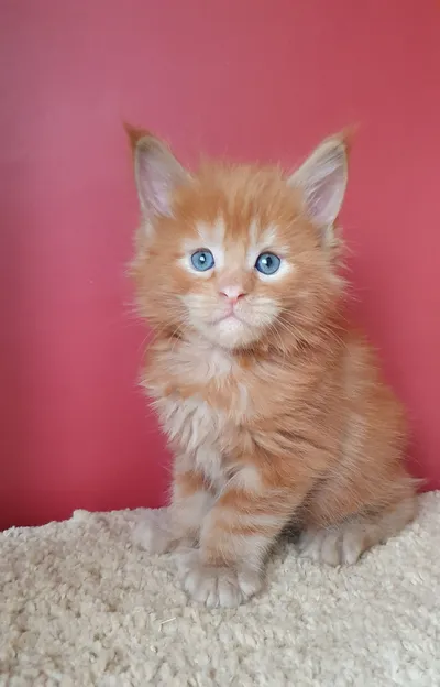 Котенок мейн-кун