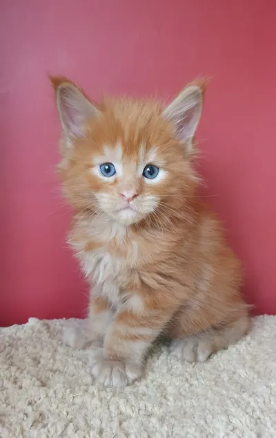 Котенок мейн-кун