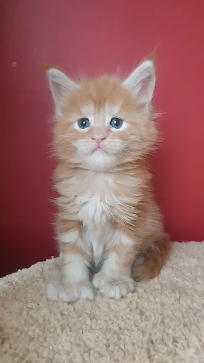 Котенок мейн-кун