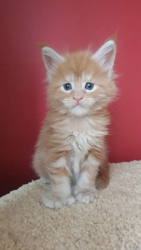 Maine Coon kitten Red smoke MCO ds Girl