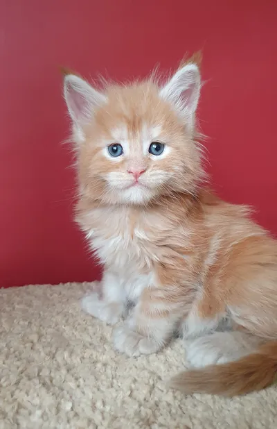 Котенок мейн-кун