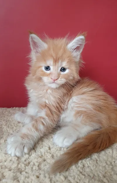 Котенок мейн-кун