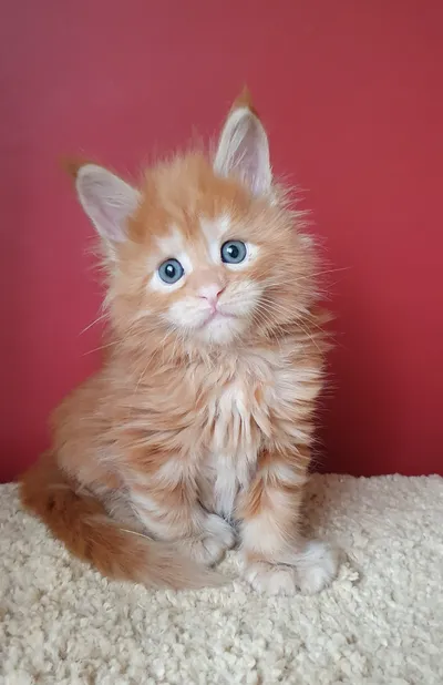 Котенок мейн-кун