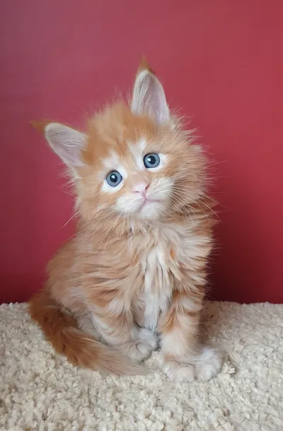 Котенок мейн-кун