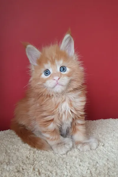 Котенок мейн-кун