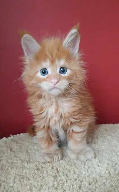 Котенок мейн-кун