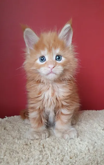 Котенок мейн-кун