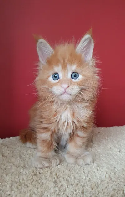 Котенок мейн-кун